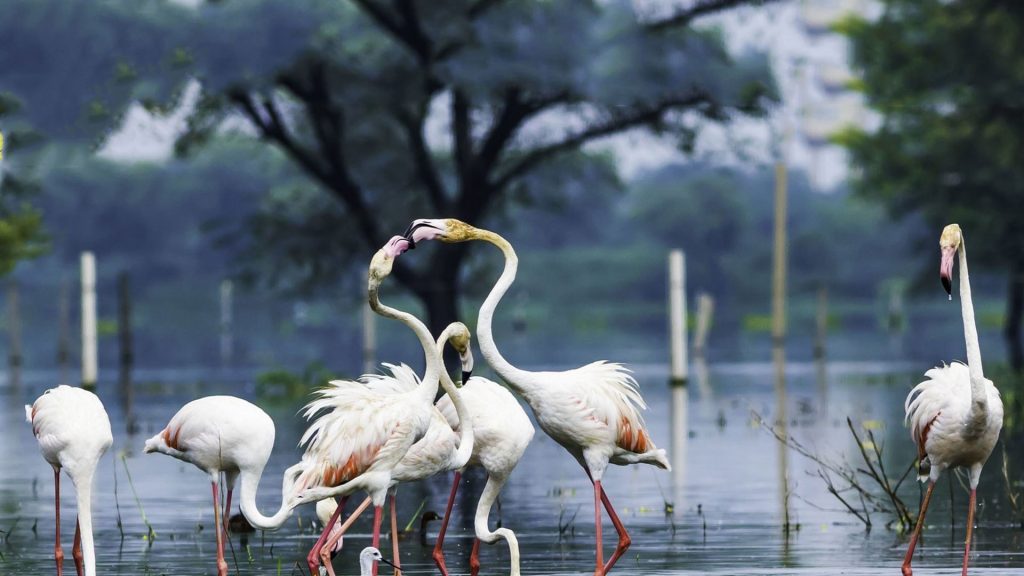 Bharatpur Bird Sanctuary (Keoladeo), Rajasthan