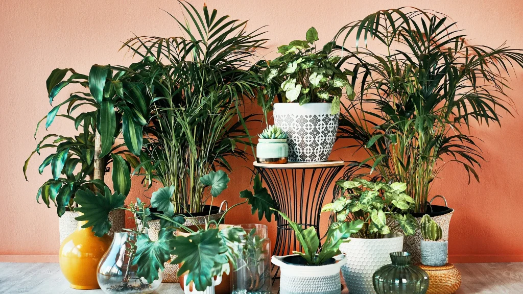Small Indoor Plants