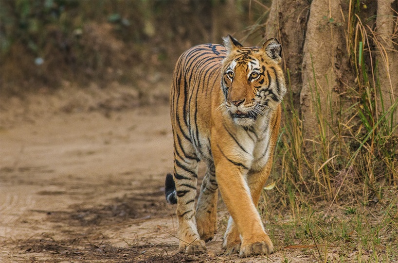 Jim Corbett National Park