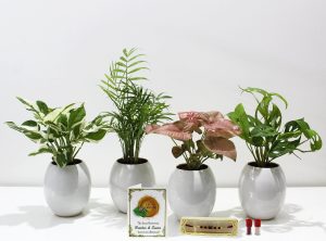 Seed Packets & Indoor Plants gift for guest