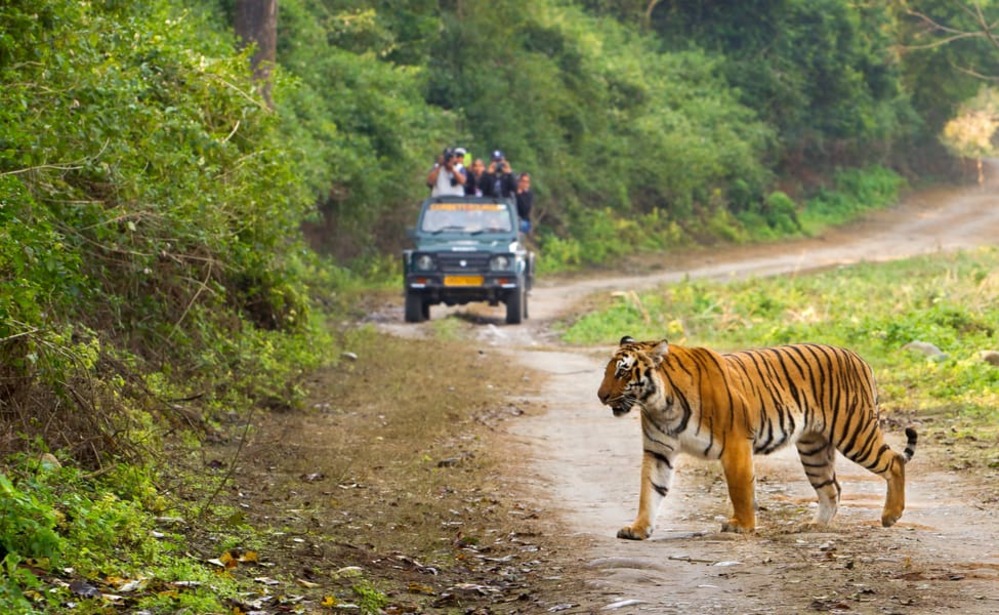 Jim Corbett (245 km from Delhi)