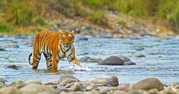 Jim Corbett National Park, Uttarakhand