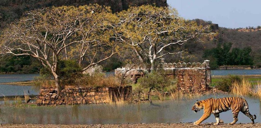 Ranthambore National Park, Rajasthan