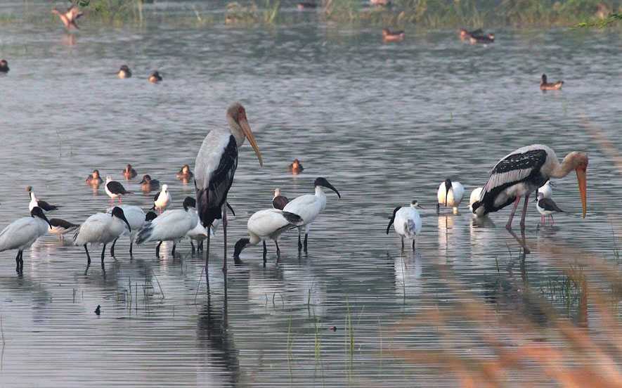 Sultanpur Bird Sanctuary (≈15 km, ~30 min)